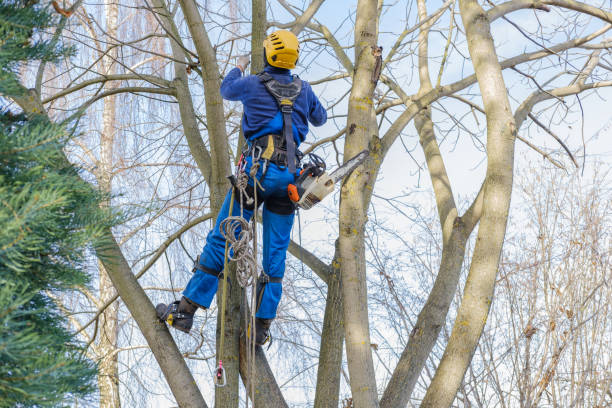 Best Tree Health Inspection  in Severance, CO