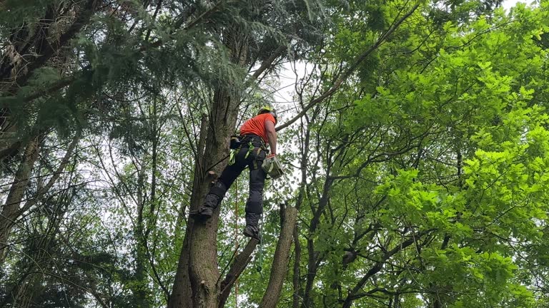 Reliable Severance, CO Tree Removal Solutions